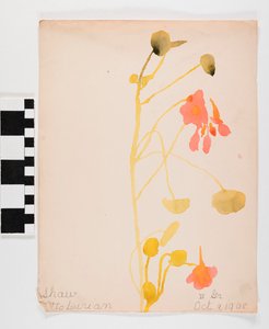 Orange Flowers